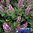 Olio Essenziale Salvia Sclarea Bio