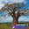 Olio Vegetale Baobab Bio