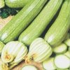 Zucchino Franchi Alberello di Sarzana