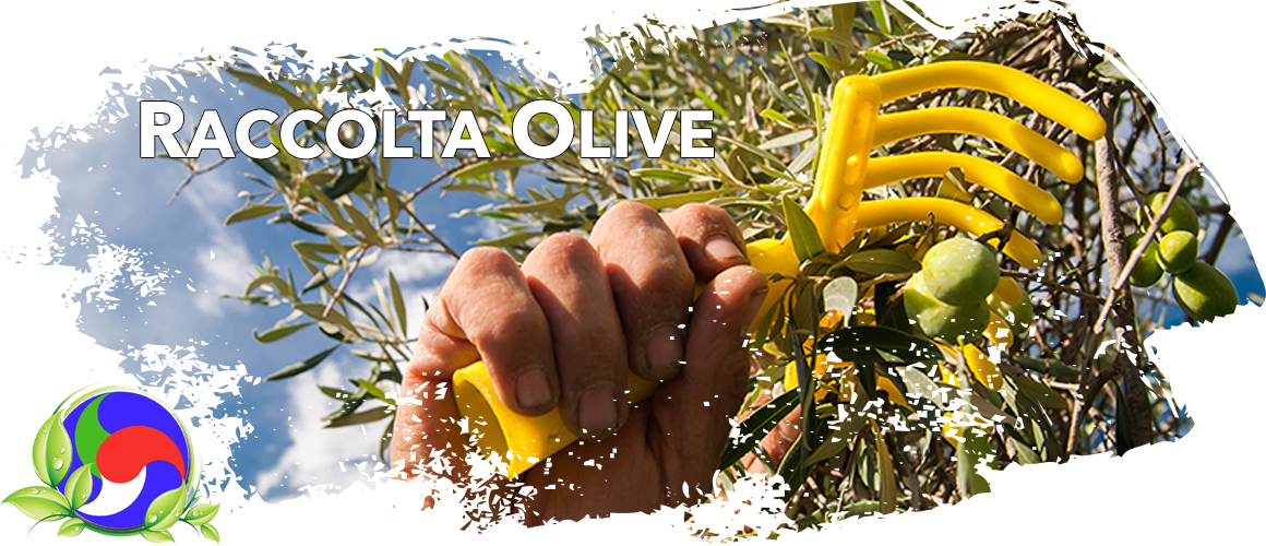 Scopri i Prodotti per la Raccolta delle Olive