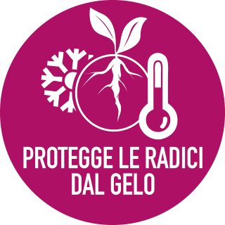 protegge_le_radici_dal_gelo_pino